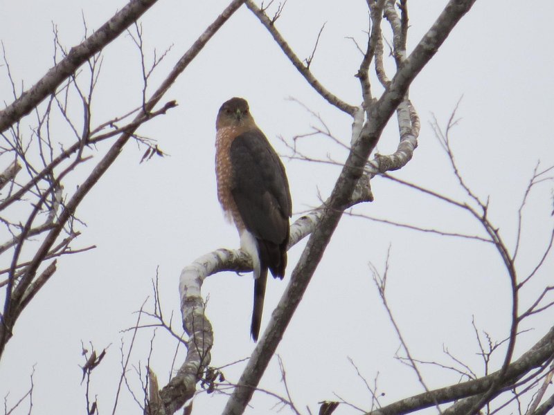 Cooper's Hawk.jpg